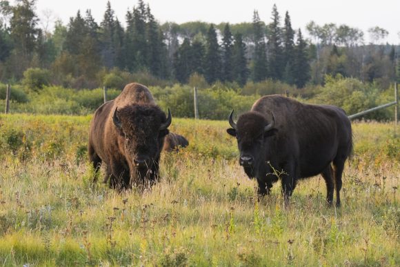 Zwei Bisons starren in die Kamera auf einem offenen Feld mit Bäumen im Hintergrund im Gehege am Audy-See.