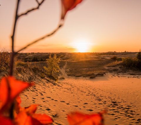 Looking across the dunes at sunset, Sandilands Provincial Forest