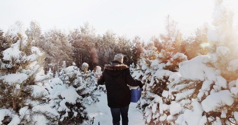 5 Reasons You Should Turn Your Search For A Christmas Tree Into A Family Adventure Travel Manitoba