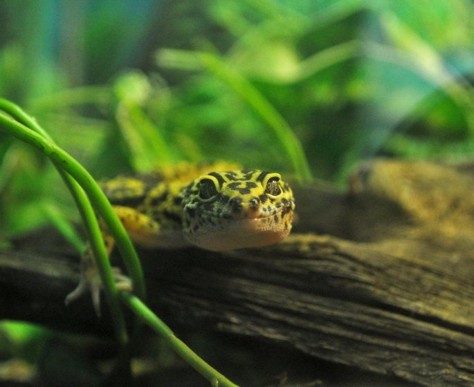 Gesprenkelte Eidechse auf einem Baumstamm in den Westman Reptile Gardens in Brandon.
