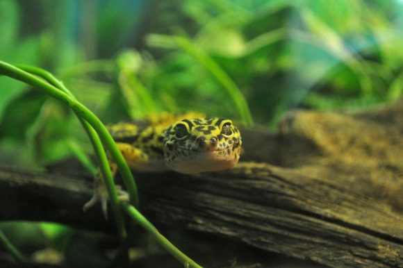 Lagarto moteado sobre un tronco en el Westman Reptile Gardens de Brandon.