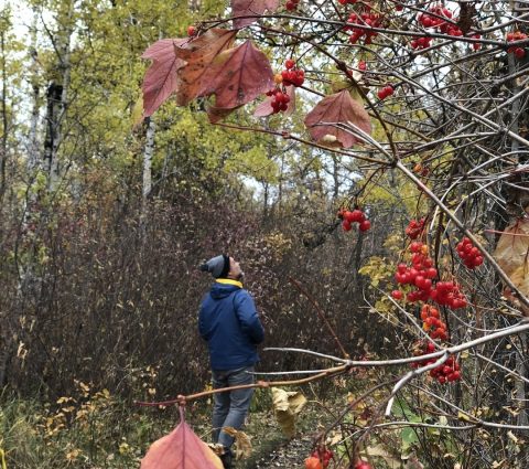 Una persona camina por un sendero disfrutando de los colores otoñales.