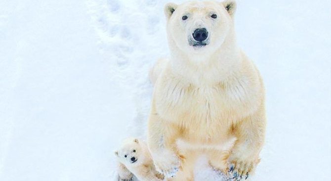 Mother and cub polar bear standing up to look at the photographer