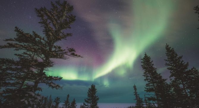 Aurores boréales au-dessus des pins