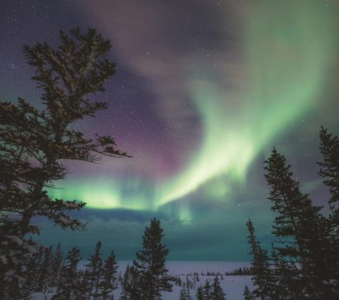 Aurores boréales au-dessus des pins