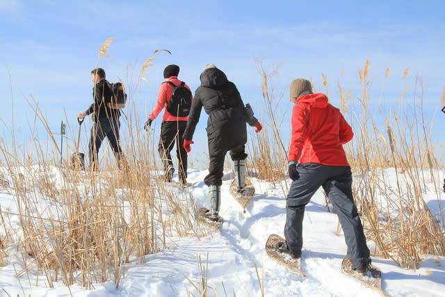 Four people snowshoeing through a field of tall prairie grasses.