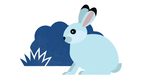 Illustration eines weißen Hasen