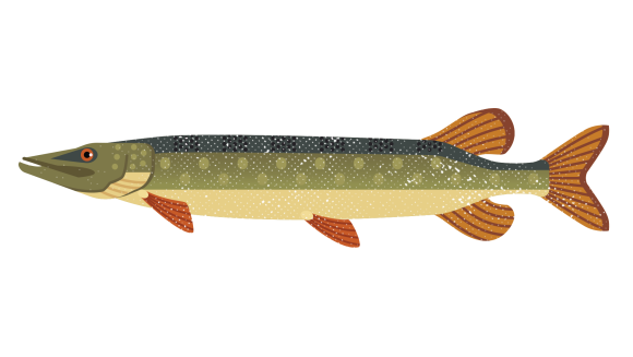 Ilustrasyon ng isang hilagang pike