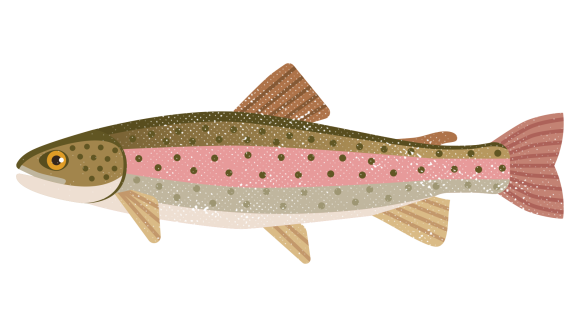 ilustrasyon ng rainbow trout