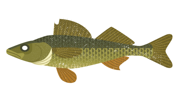 Ilustrasyon ng isang walleye