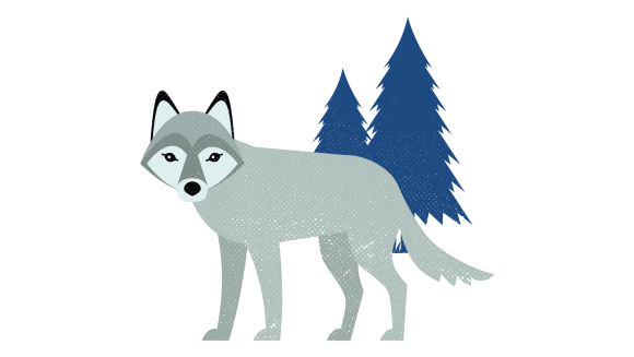 Illustration eines grauen Wolfs mit blauen Kiefern im Hintergrund.