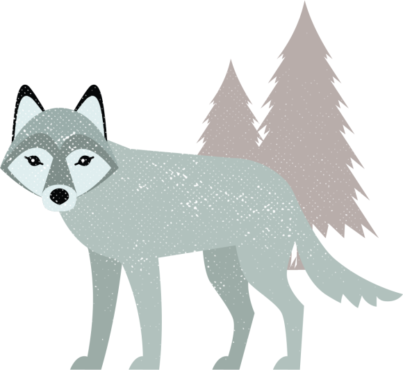 Illustration eines grauen Wolfs mit Kiefern.