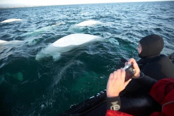 Gente observando belugas desde un barco en la bahía de Hudson.