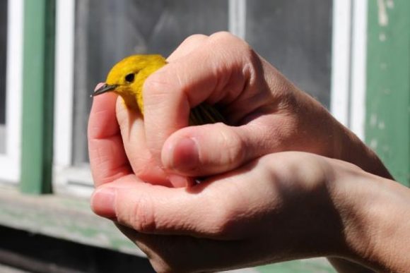 Foto de las manos de una persona sosteniendo un pequeño pájaro amarillo.