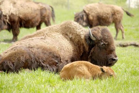 Madre y cría tumbadas en la hierba en un día soleado.