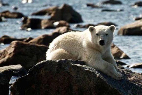 Un osezno polar descansa en las rocas bajo el sol a orillas del agua.