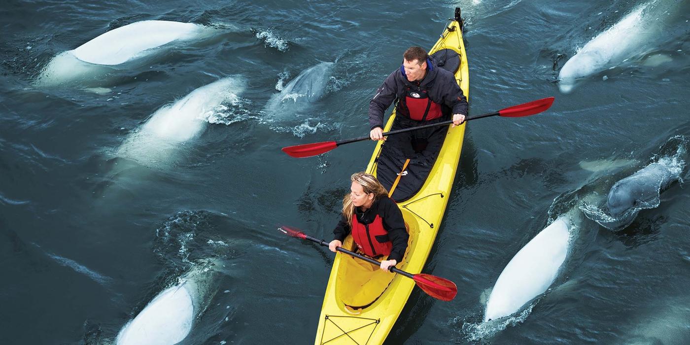 Deux personnes font du kayak avec un groupe de bélugas près de Churchill, Manitoba.