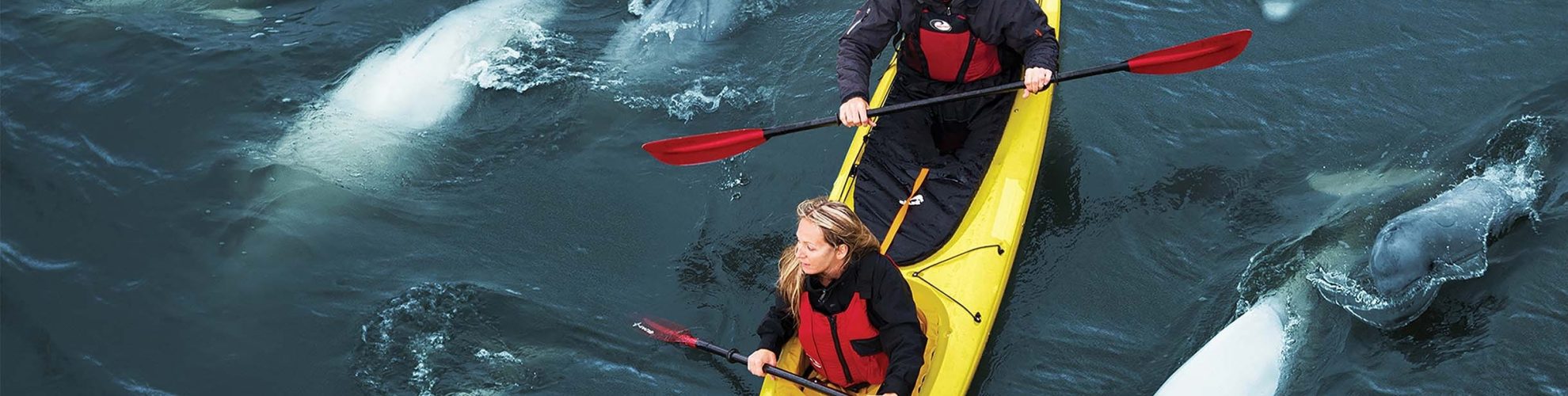 Dos personas navegan en kayak con un grupo de belugas cerca de Churchill, Manitoba.