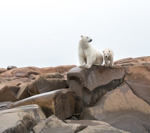 Polar bear and cub on the rocky shore in Churchill, by Max Muench