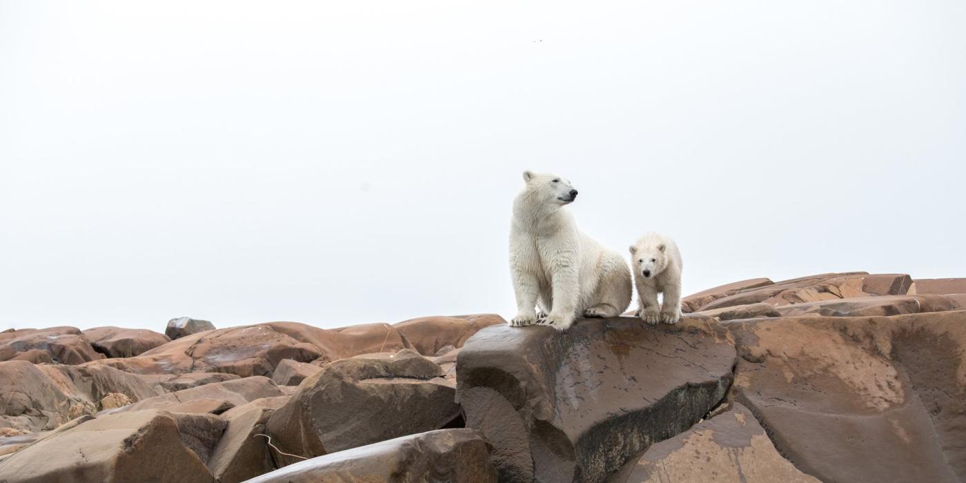 manitoba canada polar bear tour