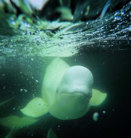 A curious beluga smiles for a snorkeller in Churchill