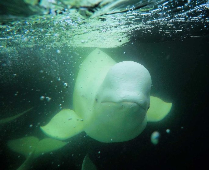 Ein neugieriger Beluga lächelt für einen Schnorchler in Churchill