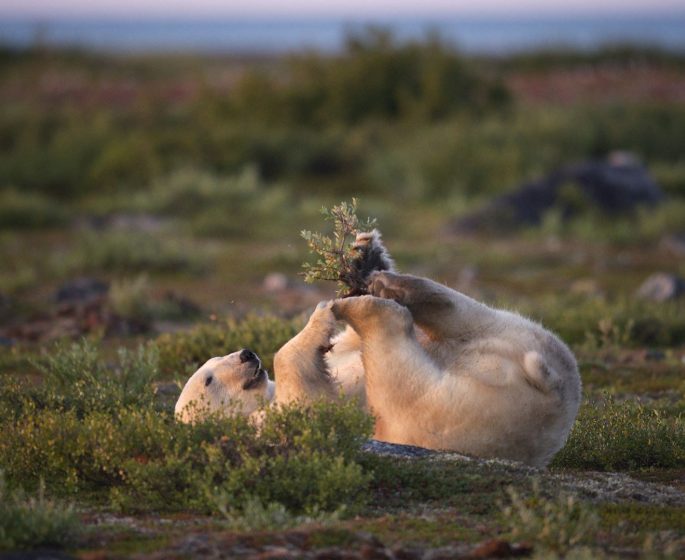 Polar bear playing its back on the green tundra.