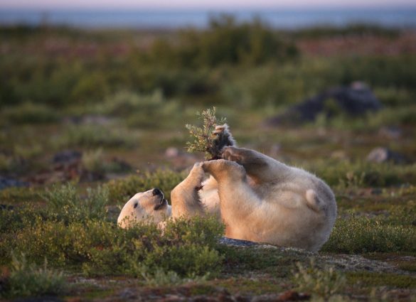 Oso polar tocándose la espalda en la tundra verde.
