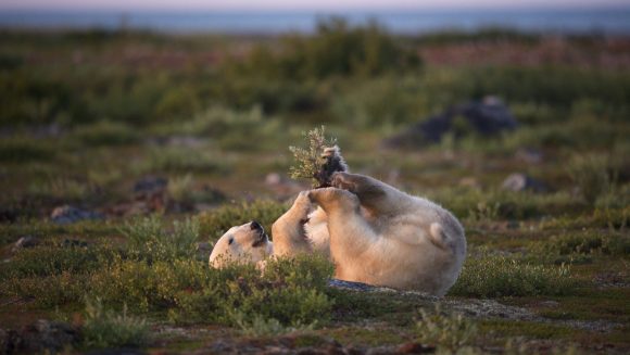 Polar bear playing its back on the green tundra.