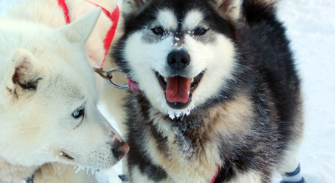 Two huskies, one white and one black and white, getting ready to go mushing