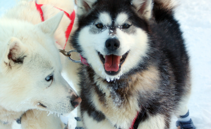 Two huskies, one white and one black and white, getting ready to go mushing