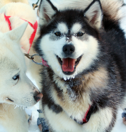 Zwei Huskys, ein weißer und ein schwarz-weißer, machen sich bereit für das Mushing