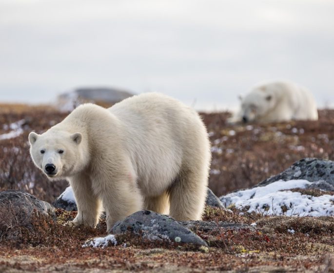 Ours polaire marchant dans la toundra enneigée près de Churchill, au Manitoba.