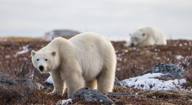 Ours polaire marchant dans la toundra enneigée près de Churchill, au Manitoba.
