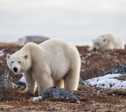 Ours polaire marchant dans la toundra enneigée près de Churchill, au Manitoba.