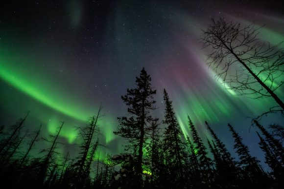 Green and violet aurora borealis glows through silhouetted trees against a starry night sky.