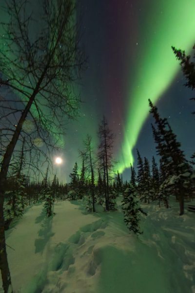 A full moon glows beside boreal trees as green and violet aurora borealis rises into a starry winter sky.