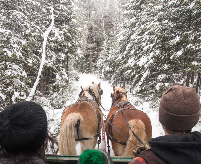 A view from behind of three people enjoying a horse-drawn sleigh ride in the snowy forest.