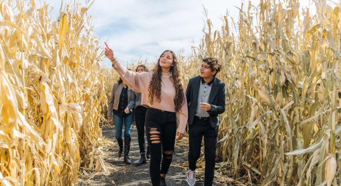 A group of teenagers walking down a corn maze in Manitoba