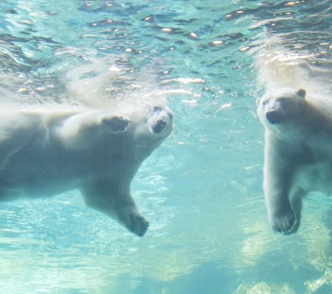 Deux ours polaires nageant dans l'exposition « Journey to Churchill » au zoo d'Assiniboine, à Winnipeg
