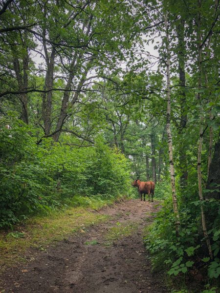 A brown cow stands on the middle of a forested trail along the Turtle's Back Trail