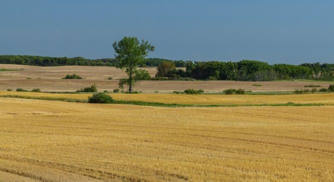 Panoramic image of the golden wheat fields of Manitoba's western region near Brandon