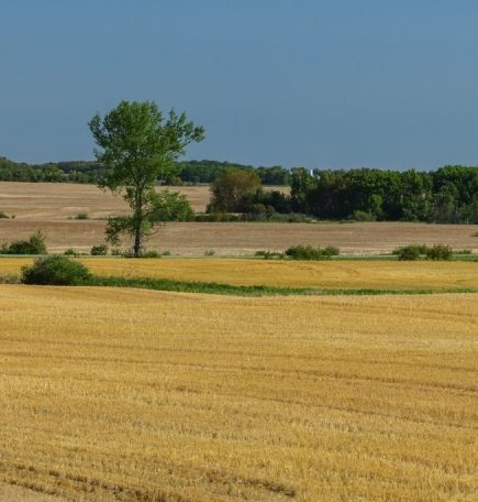 Imagen panorámica de los dorados campos de trigo de la región occidental de Manitoba, cerca de Brandon.