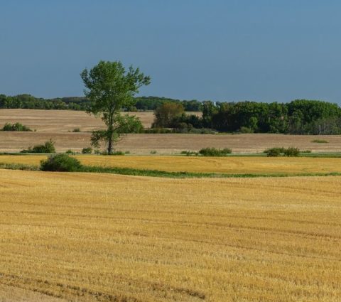 Panoramic image of the golden wheat fields of Manitoba's western region near Brandon