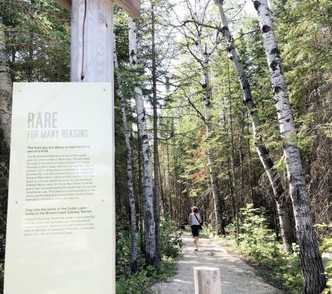 Une femme marchant sur le sentier d'interprétation de Brokenhead, avec un panneau d'information sur le sentier bien visible