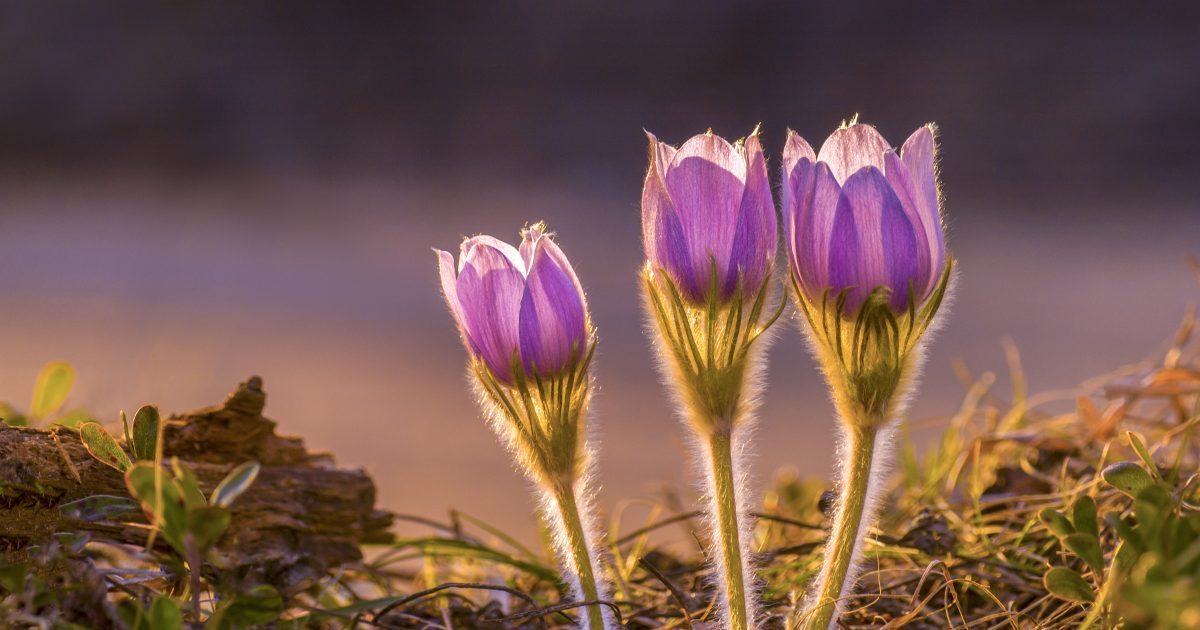 Prairie crocus