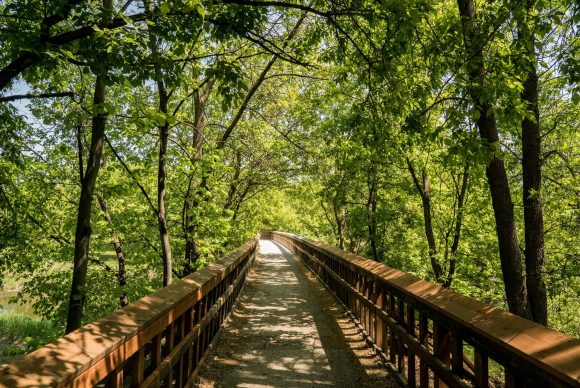 Tinitingnan ang kahabaan ng boardwalk sa mga puno sa isang maaraw na araw.