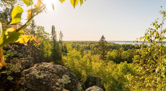 Vue sur la canopée verdoyante de la forêt lors d'une randonnée près de Falcon Trails.