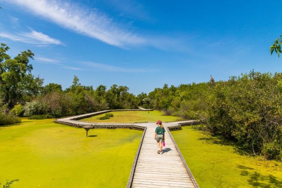 Kind auf der Uferpromenade über dem Sumpf bei FortWhyte Alive