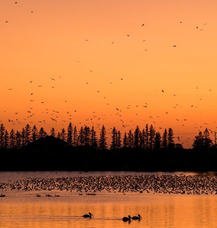 Bandadas de pájaros en el aire y en el lago al atardecer, FortWhyte